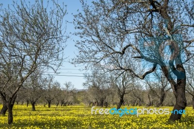 Almond Orchard In A Field Of Yellow Flowers Stock Photo