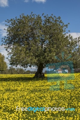 Almond Orchard In A Field Of Yellow Flowers Stock Photo