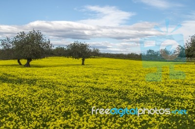 Almond Orchard In A Field Of Yellow Flowers Stock Photo