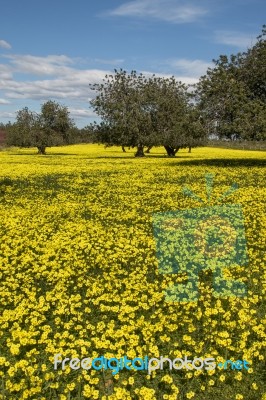 Almond Orchard In A Field Of Yellow Flowers Stock Photo