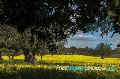 Almond Orchard In A Field Of Yellow Flowers Stock Photo