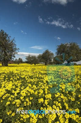 Almond Orchard In A Field Of Yellow Flowers Stock Photo