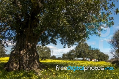 Almond Orchard In A Field Of Yellow Flowers Stock Photo