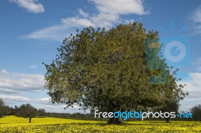 Almond Orchard In A Field Of Yellow Flowers Stock Photo