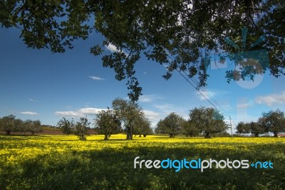 Almond Orchard In A Field Of Yellow Flowers Stock Photo