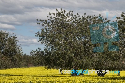 Almond Orchard In A Field Of Yellow Flowers Stock Photo