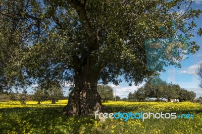 Almond Orchard In A Field Of Yellow Flowers Stock Photo