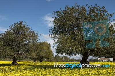 Almond Orchard In A Field Of Yellow Flowers Stock Photo