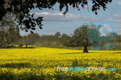 Almond Orchard In A Field Of Yellow Flowers Stock Photo