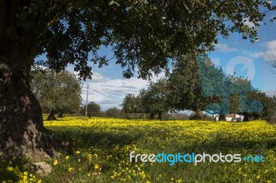 Almond Orchard In A Field Of Yellow Flowers Stock Photo