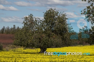 Almond Orchard In A Field Of Yellow Flowers Stock Photo