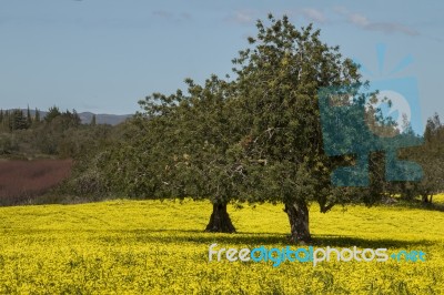 Almond Orchard In A Field Of Yellow Flowers Stock Photo