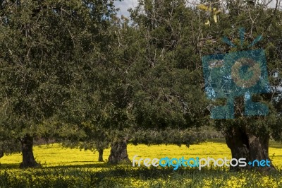 Almond Orchard In A Field Of Yellow Flowers Stock Photo