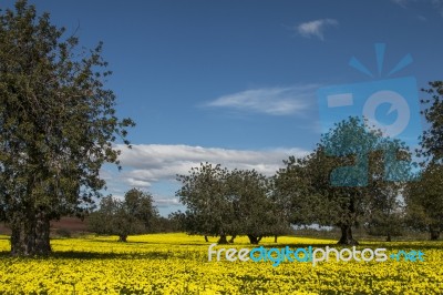 Almond Orchard In A Field Of Yellow Flowers Stock Photo