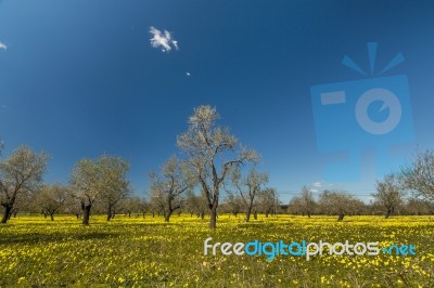 Almond Orchard In A Field Of Yellow Flowers Stock Photo