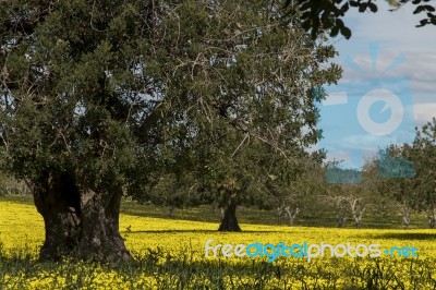 Almond Orchard In A Field Of Yellow Flowers Stock Photo