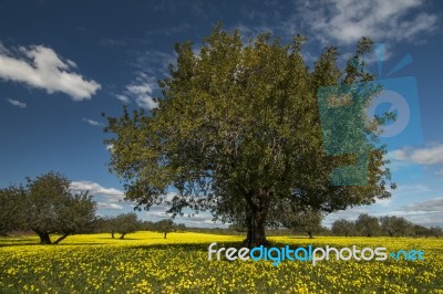 Almond Orchard In A Field Of Yellow Flowers Stock Photo