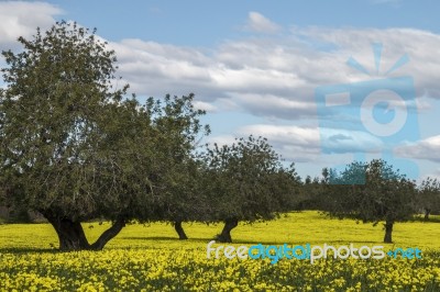 Almond Orchard In A Field Of Yellow Flowers Stock Photo