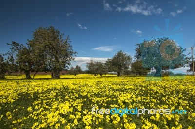 Almond Orchard In A Field Of Yellow Flowers Stock Photo