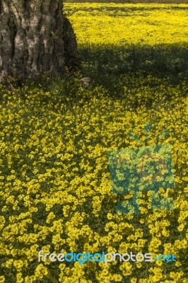 Almond Orchard In A Field Of Yellow Flowers Stock Photo