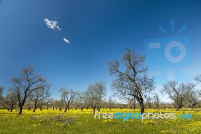 Almond Orchard In A Field Of Yellow Flowers Stock Photo