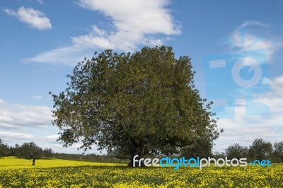 Almond Orchard In A Field Of Yellow Flowers Stock Photo