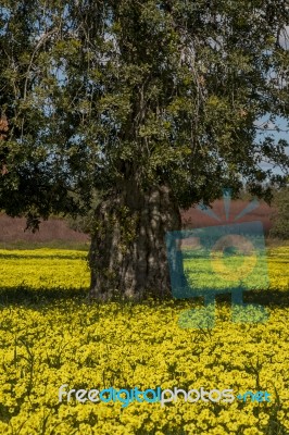 Almond Orchard In A Field Of Yellow Flowers Stock Photo