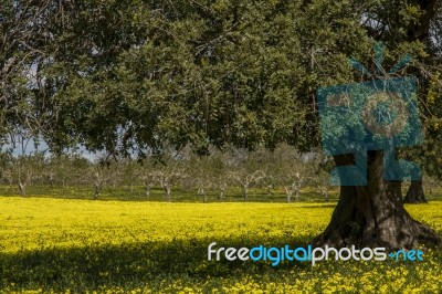 Almond Orchard In A Field Of Yellow Flowers Stock Photo