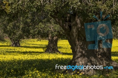 Almond Orchard In A Field Of Yellow Flowers Stock Photo