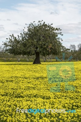 Almond Orchard In A Field Of Yellow Flowers Stock Photo