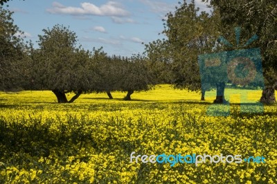 Almond Orchard In A Field Of Yellow Flowers Stock Photo