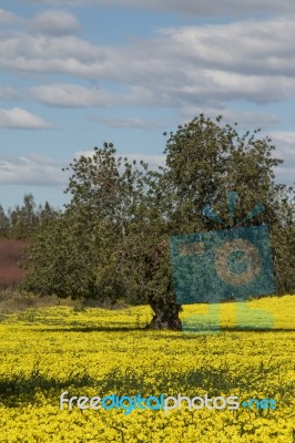 Almond Orchard In A Field Of Yellow Flowers Stock Photo