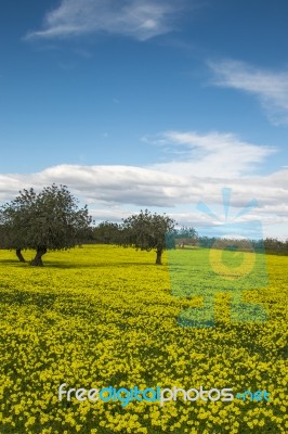 Almond Orchard In A Field Of Yellow Flowers Stock Photo