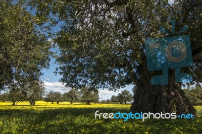 Almond Orchard In A Field Of Yellow Flowers Stock Photo