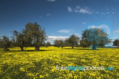 Almond Orchard In A Field Of Yellow Flowers Stock Photo