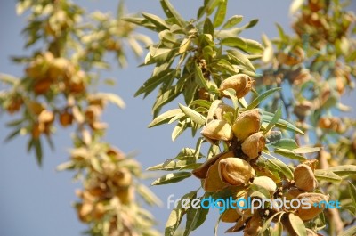 Almond Tree At The Harvest Time. California, Usa Stock Photo