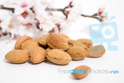 Almond Tree Branch And Almonds Stock Photo