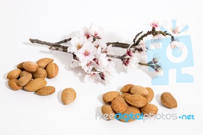 Almond Tree Branch And Almonds Stock Photo