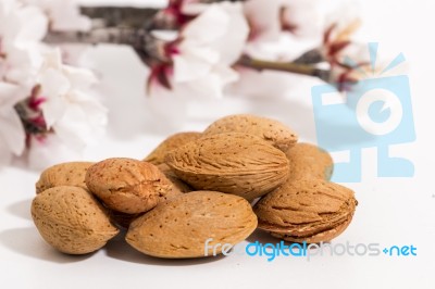 Almond Tree Branch And Almonds Stock Photo