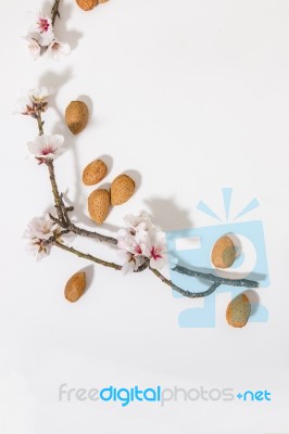 Almond Tree Branch And Almonds Stock Photo