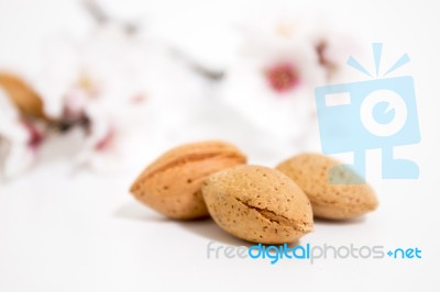 Almond Tree Branch And Almonds Stock Photo