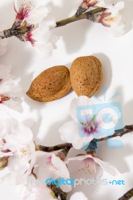 Almond Tree Branch And Almonds Stock Photo