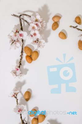 Almond Tree Branch And Almonds Stock Photo