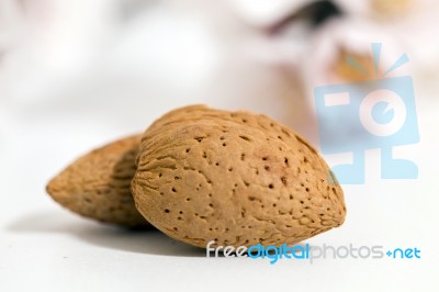 Almond Tree Branch And Almonds Stock Photo