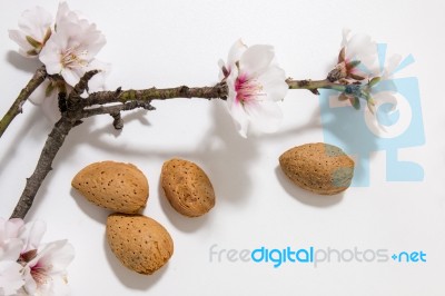 Almond Tree Branch And Almonds Stock Photo