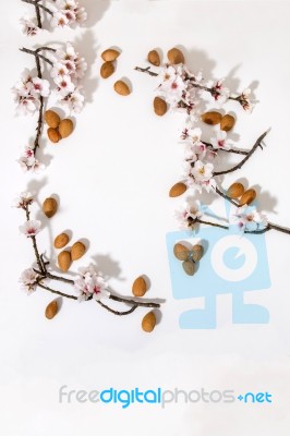 Almond Tree Branch And Almonds Stock Photo