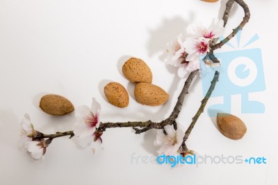 Almond Tree Branch And Almonds Stock Photo