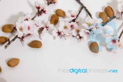 Almond Tree Branch And Almonds Stock Photo