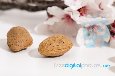 Almond Tree Branch And Almonds Stock Photo