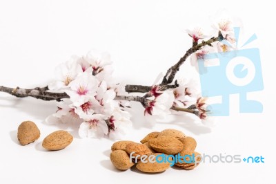 Almond Tree Branch And Almonds Stock Photo